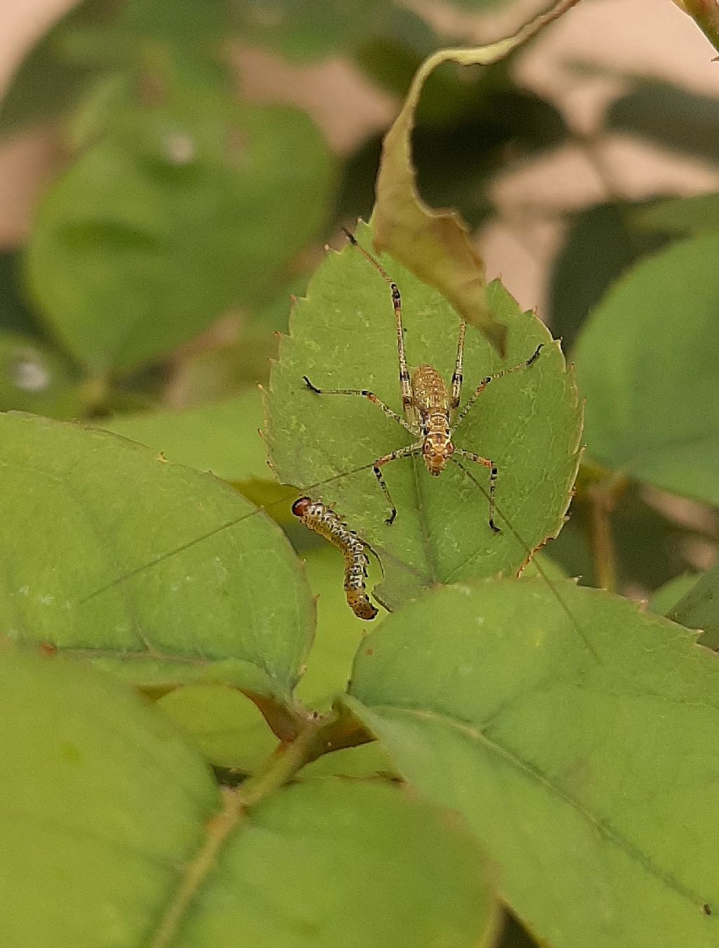 da identificare... Tettigoniidae?... no, neanide di Phaneroptera cfr. nana